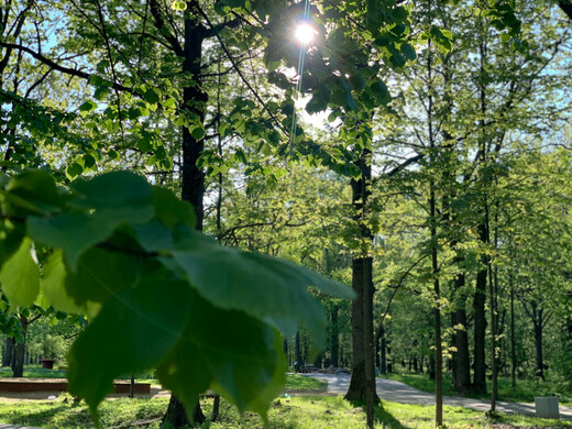 Парк «Дубки» в Наро-Фоминском округе