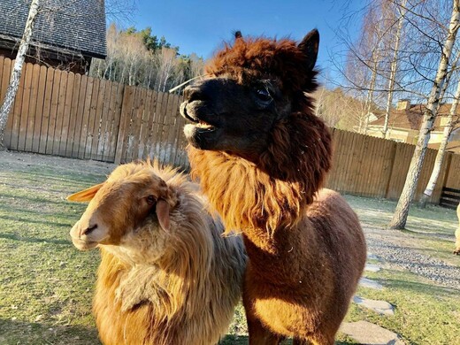 Мини-ферма «Пронино»