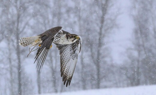 Центр соколиной охоты Константина Соколова