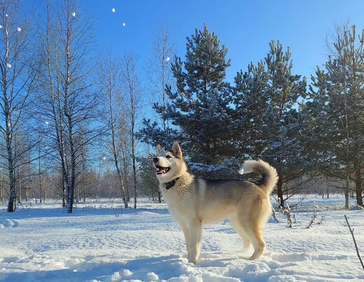 Зооцентр «Святополе» 