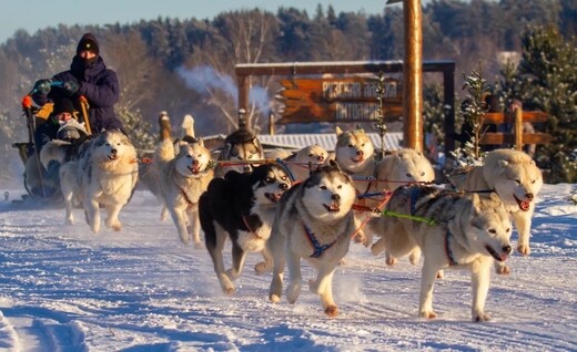 Хаскидеревня «Рузская Аляска»