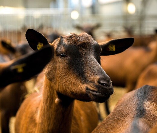  Ферма М2 Шульгино в Волоколамске