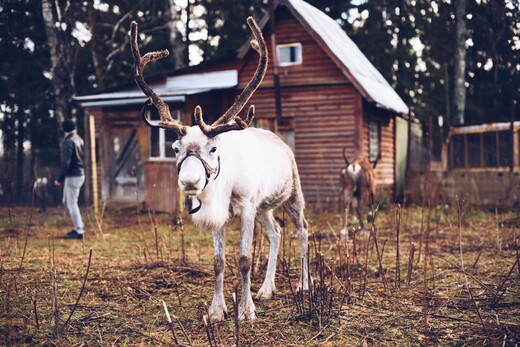 Оленья ферма ZooOleni
