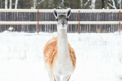 Лосиная биостанция