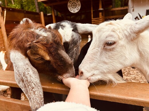 Контактный зоопарк «Веселая экоферма»