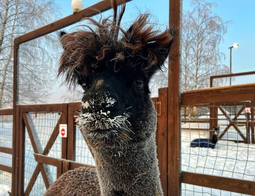 Ферма «Российские альпаки»