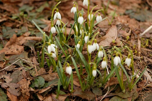 Концерт «Весенние трели»