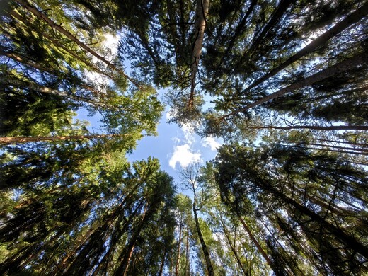 Лесопарк «Талицкий лес»