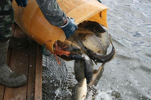 Рыбалка в Хомякове