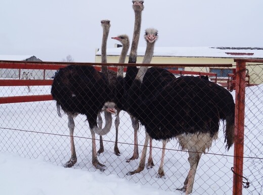 Ферма «Русский страус»