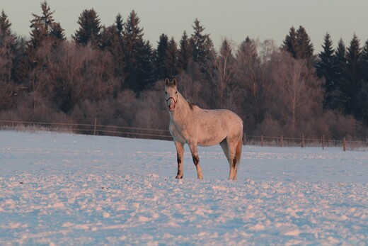 Конный парк «Рождественно»
