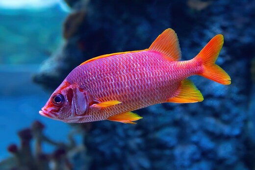 «Крокус Сити Океанариум»