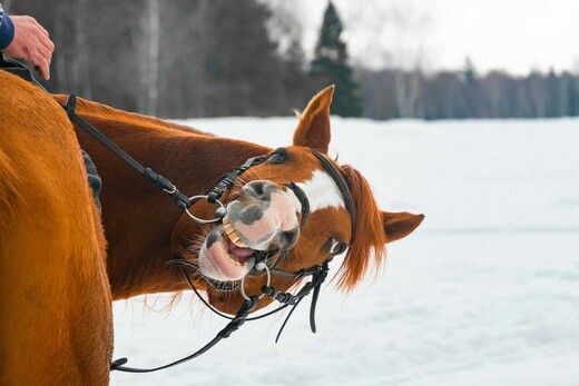 Конный клуб «Вереск»