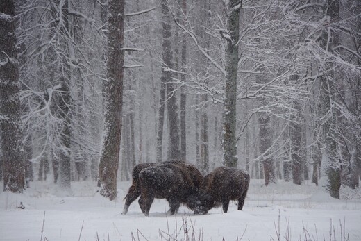 Приокско-Террасный природный заповедник