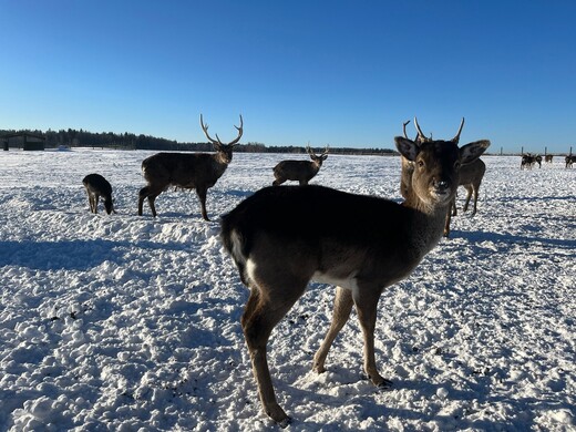 Оленья ферма «Львово»