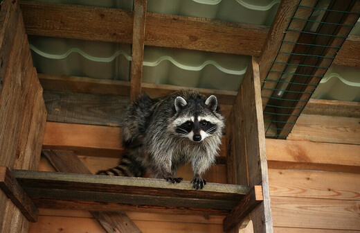 Научно-просветительная ферма «Дом Енота»