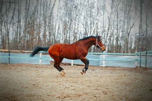 Конноспортивный клуб «Престиж»