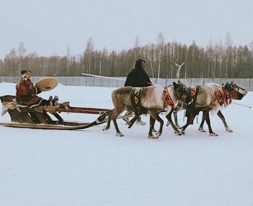 Масленица на ферме «Северный олень»