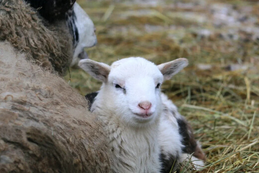 Гжельский зоопарк