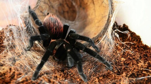 Выставка «Планета пауков»