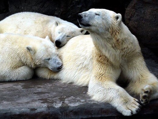 Центр воспроизводства редких видов животных