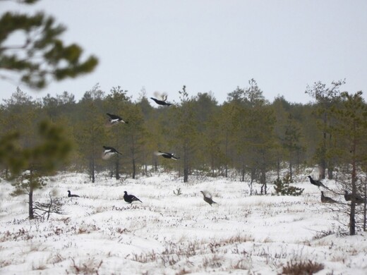 Заказник «Журавлиная родина»