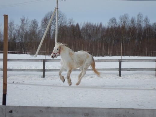 Конная база «Бородинский хутор»   