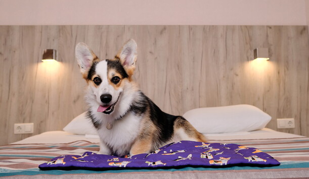 Dog-friendly отели Подмосковья, где можно отдохнуть с четвероногим другом