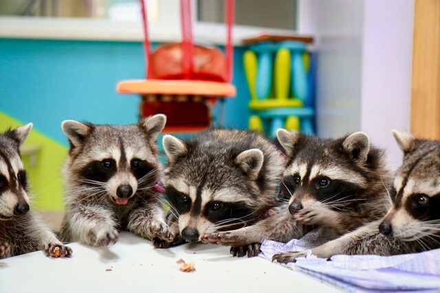 Семейные выходные в Котельниках и Люберцах: экскурсии в музеях, стильный картинг и милые еноты