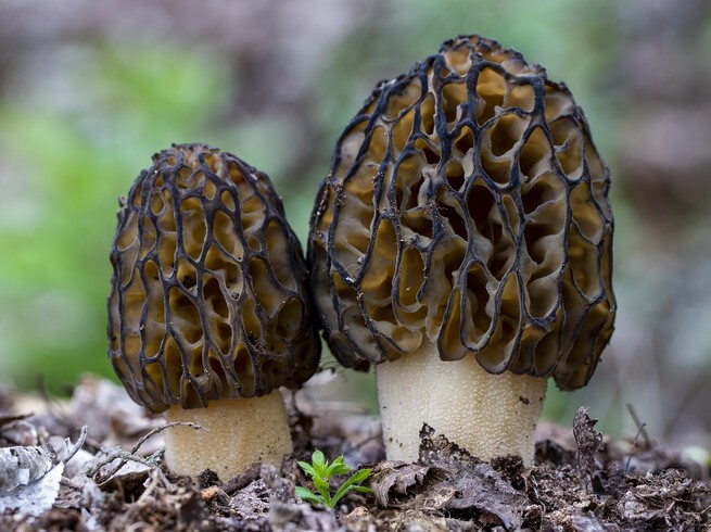 Сморчки в Подмосковье: когда и куда идти на тихую охоту