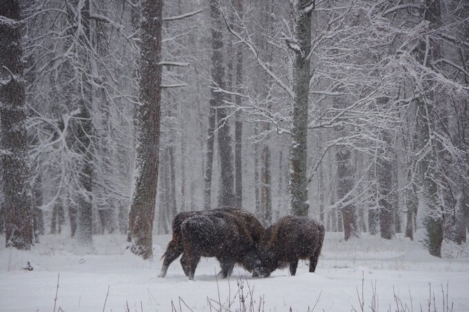 Приокско-Террасный природный заповедник