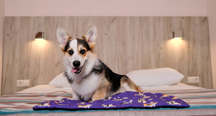 Dog-friendly отели Подмосковья, где можно отдохнуть с четвероногим другом