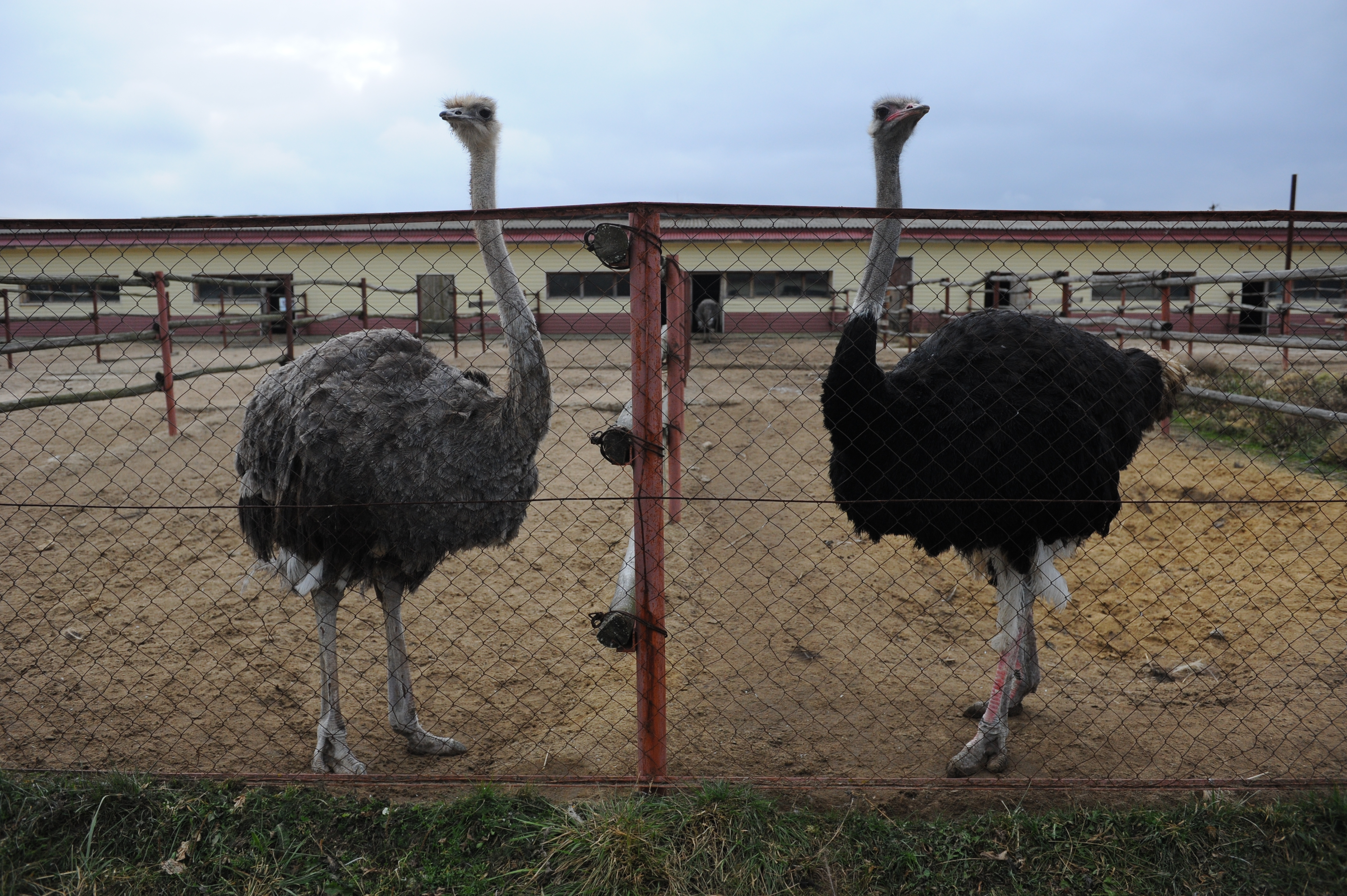 На ферме обитают более 150 страусов и других животных