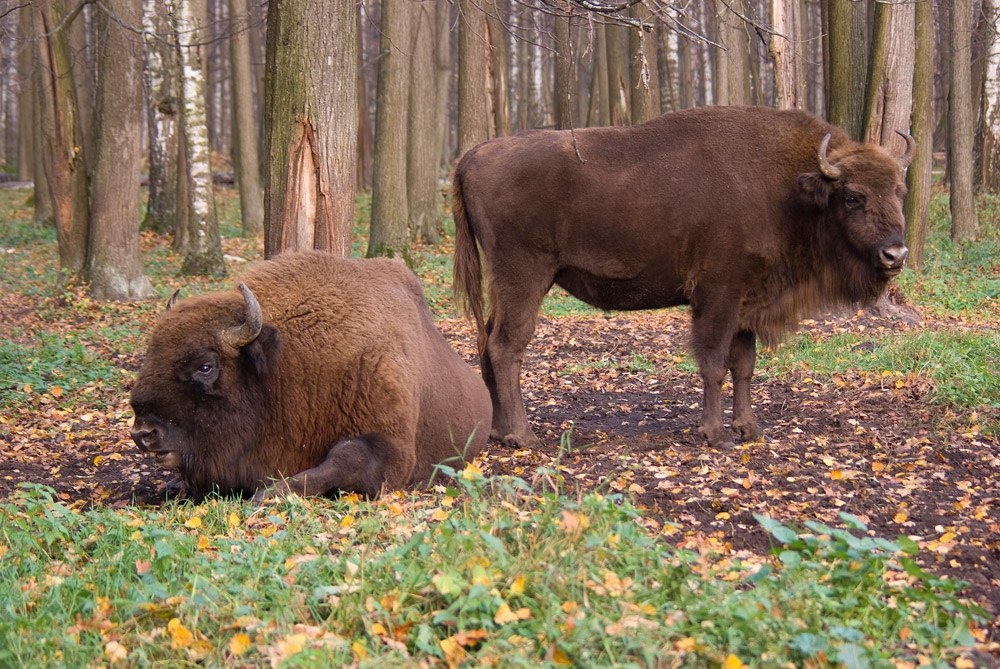 Зубры и бизоны проживают в этом заповеднике целыми семьями в огромных вольерах