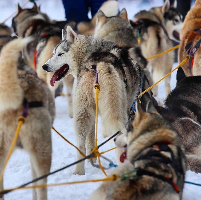 В питомнике «Стая Люпина»  вы увидите более 50 собак породы Сибирский хаски!