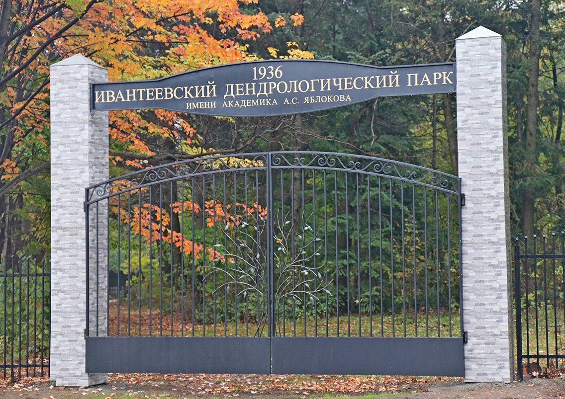 Собственный лесопитомник в Ивантеевском поселке появился в 1933 году