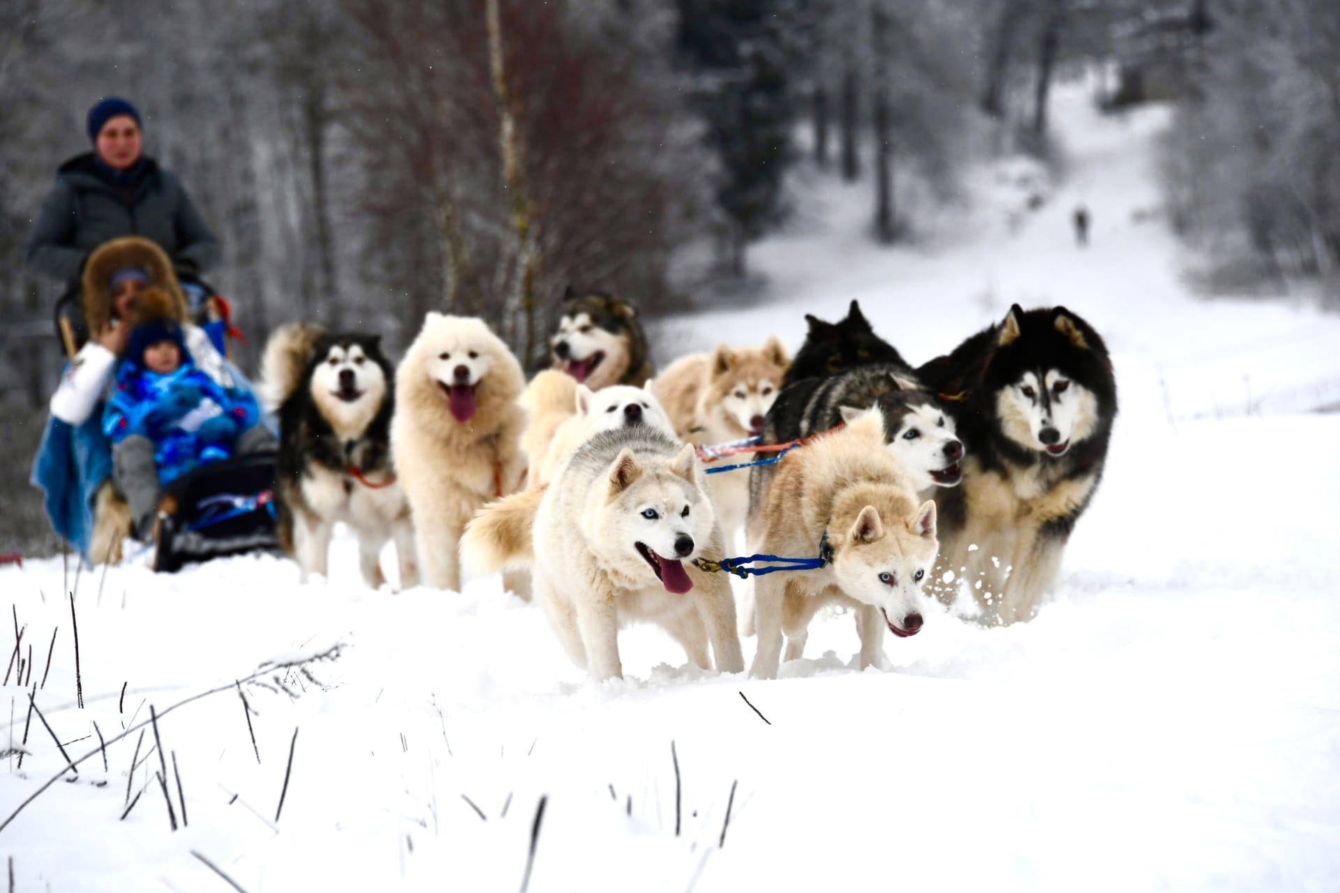Отправиться в небольшое путешествие на собачьих упряжках — идеальное приключение для зимы