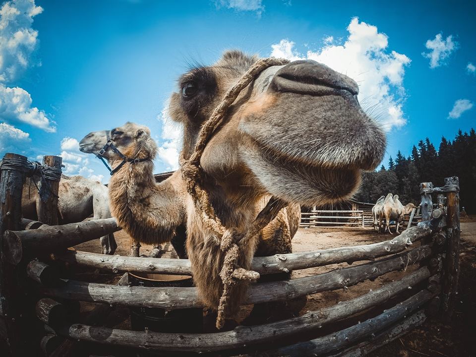 Верблюдов в этнопарке можно не только покормить, но и прокатиться на них