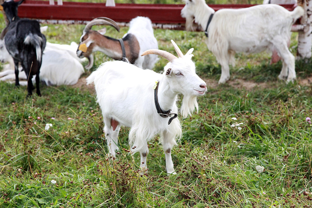 На ферме разводят коз зааненской породы
