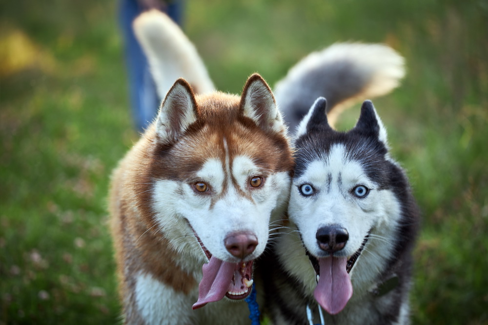 Хаски — это общее название для нескольких пород ездовых собак, выведенных в северных регионах Америки