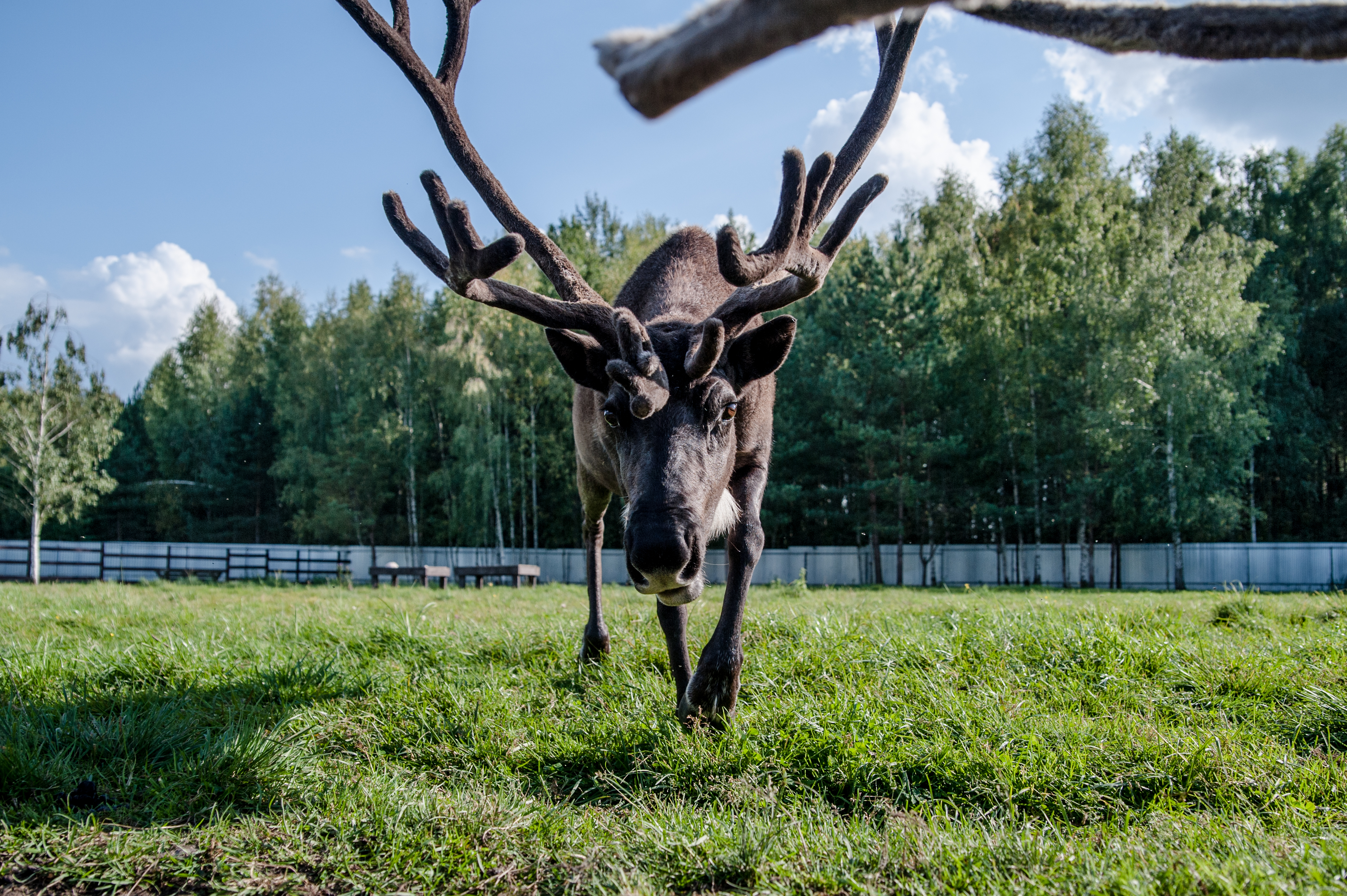 На ферме «Северный олень» можно покормить рогатых с руки и побывать в музее Севера