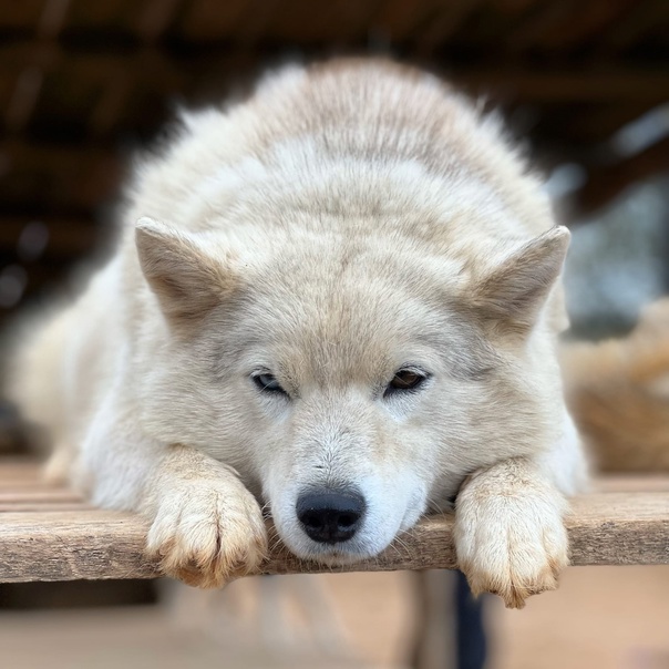 В хаскидеревне «Рузская Аляска» можно будет пообщаться с собачками — они очень любят людей и очень энергичны