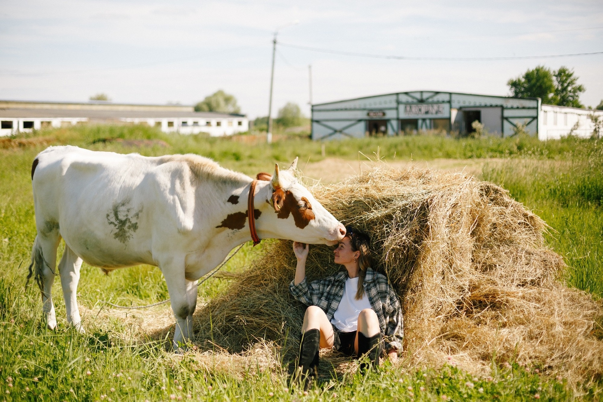 Ферма «Веселая корова»