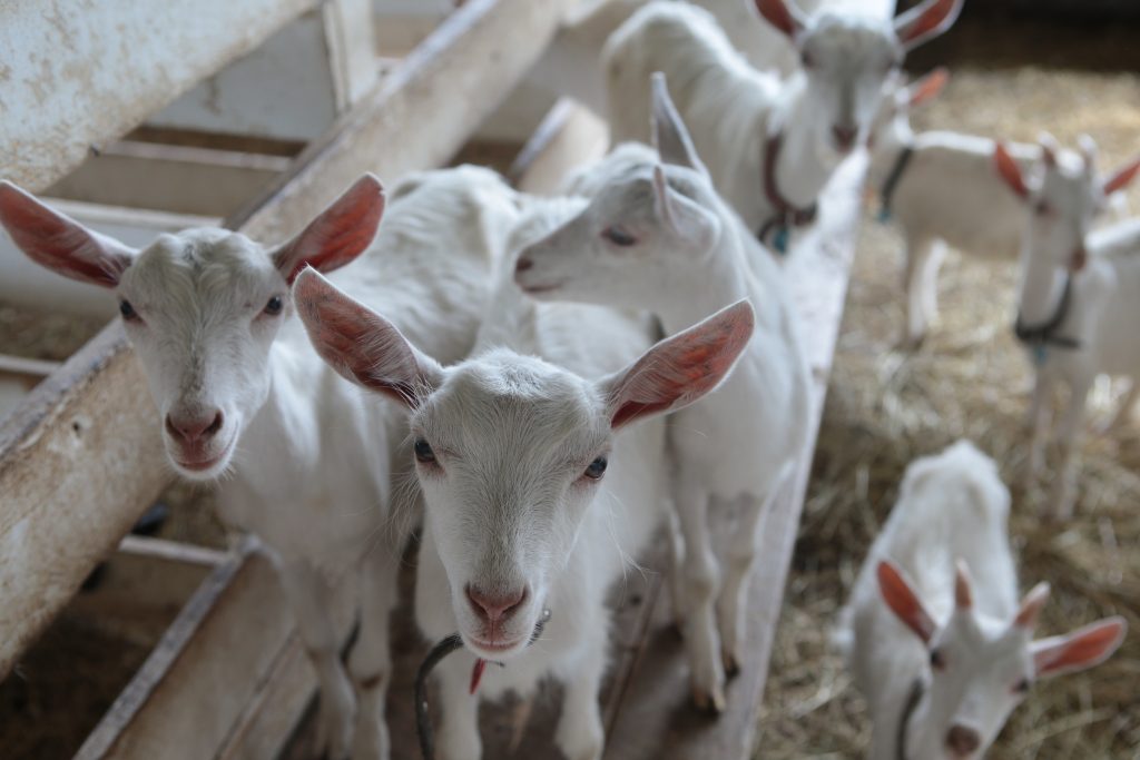 На ферме разводят коз зааненской породы и производят из их молока натуральные продукты высочайшего класса