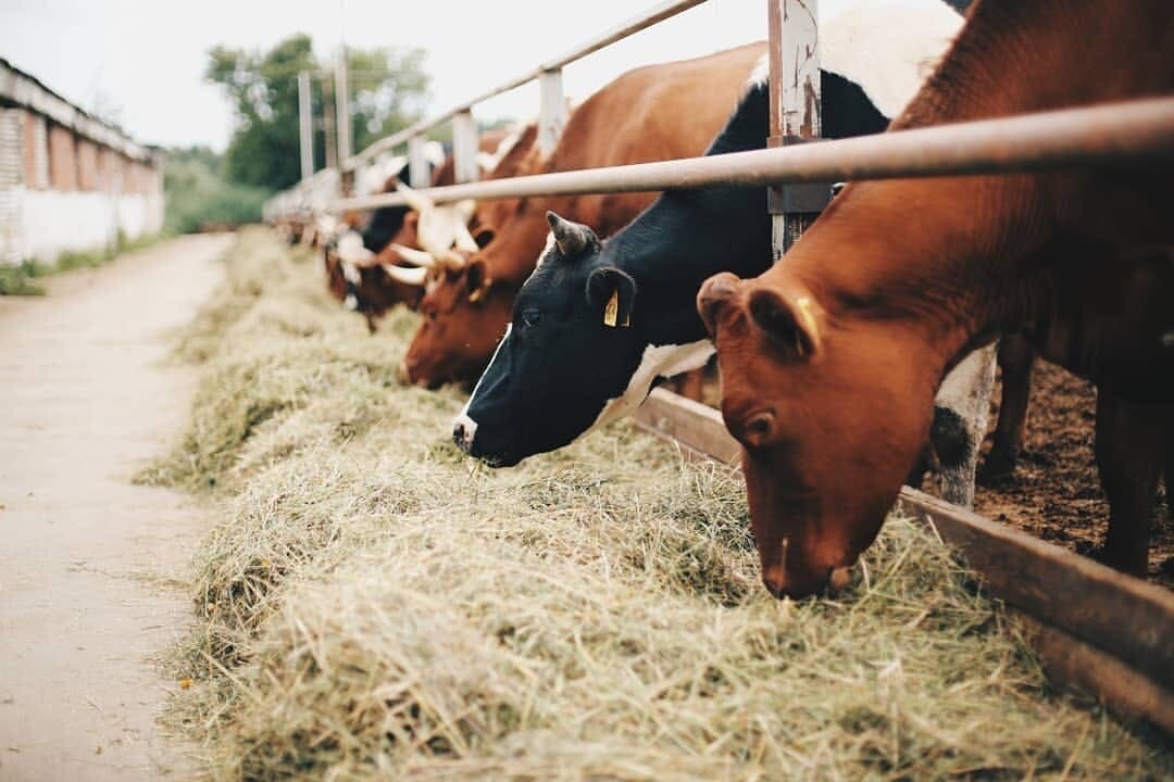 Ферма «Веселая корова»