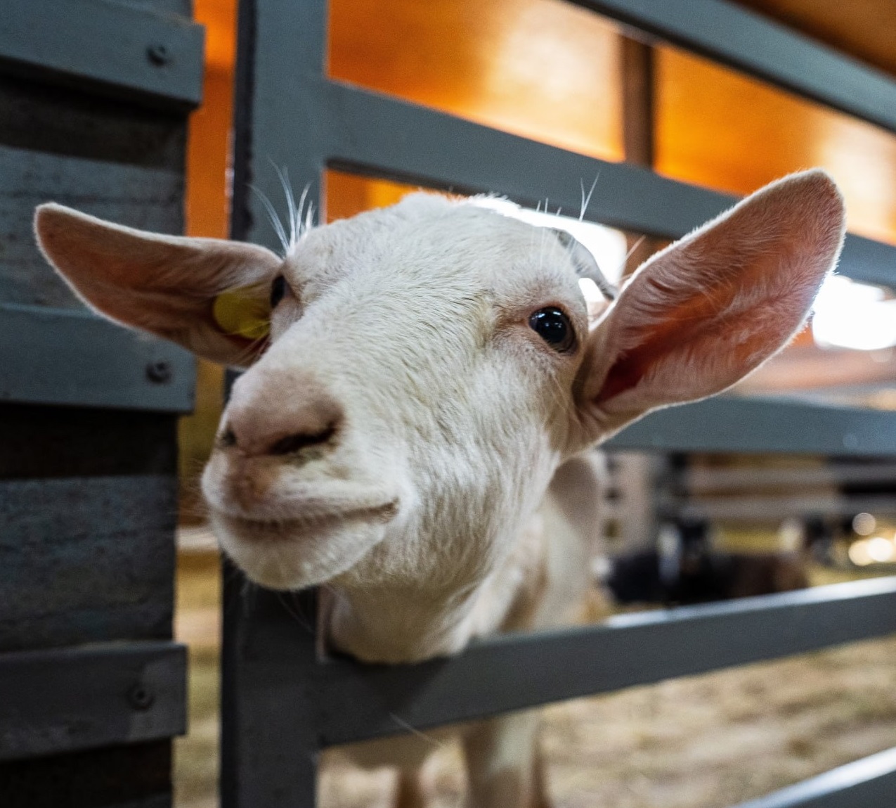 Истринская сыроварня Сироты проводит экскурсии для детей и взрослых