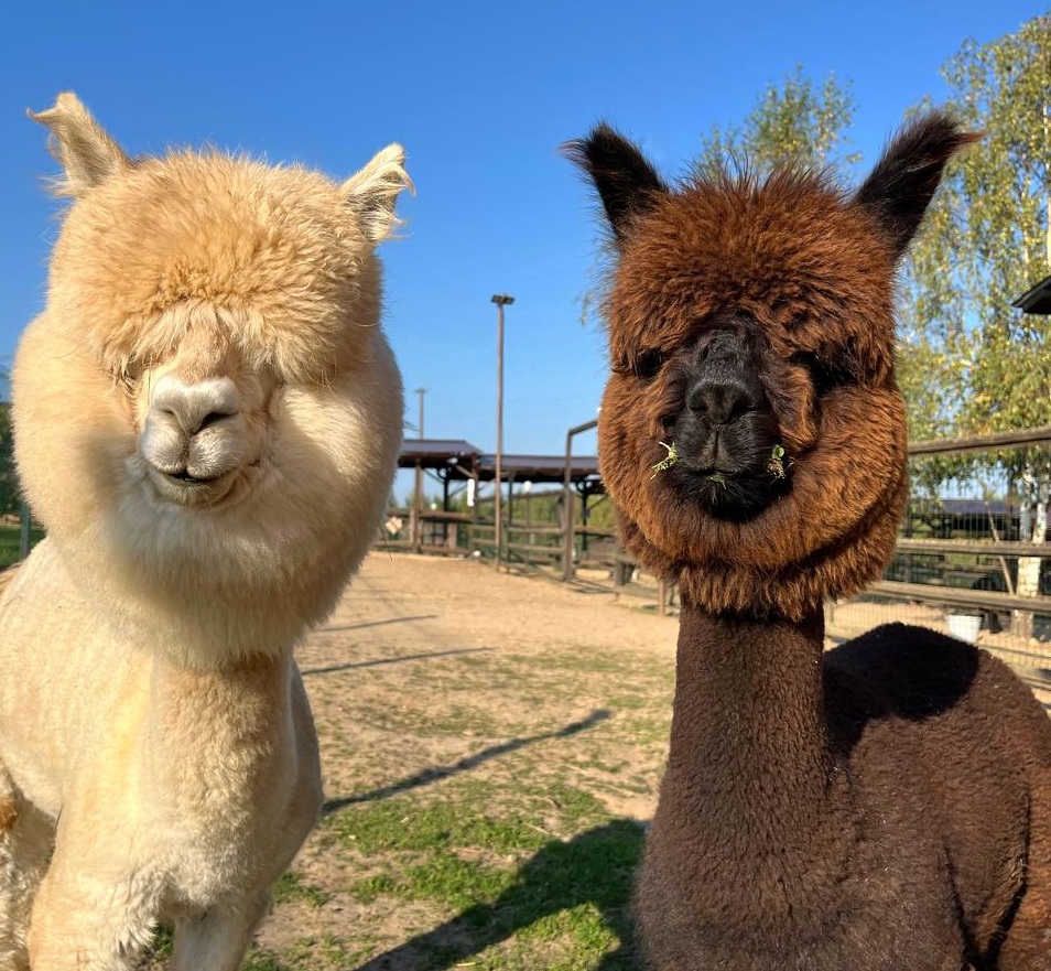 Ферма «Российские альпаки»