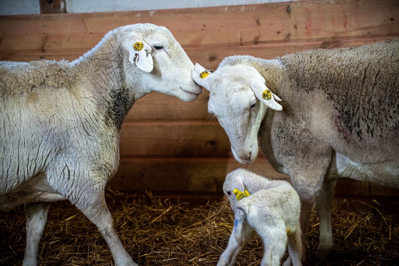 Ферма М2 Шульгино