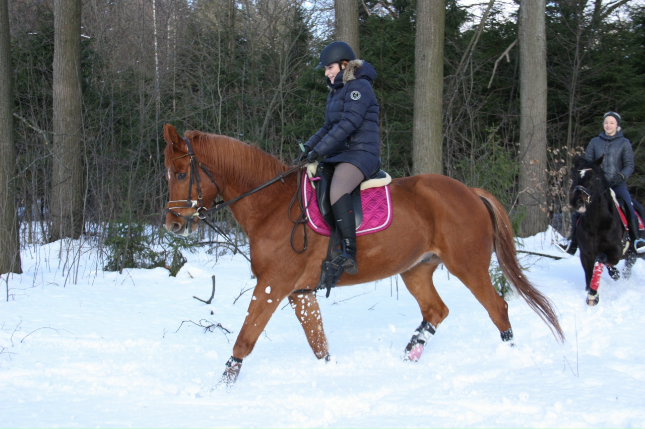 Конные прогулки в КСК «Шереметьевские конюшни»