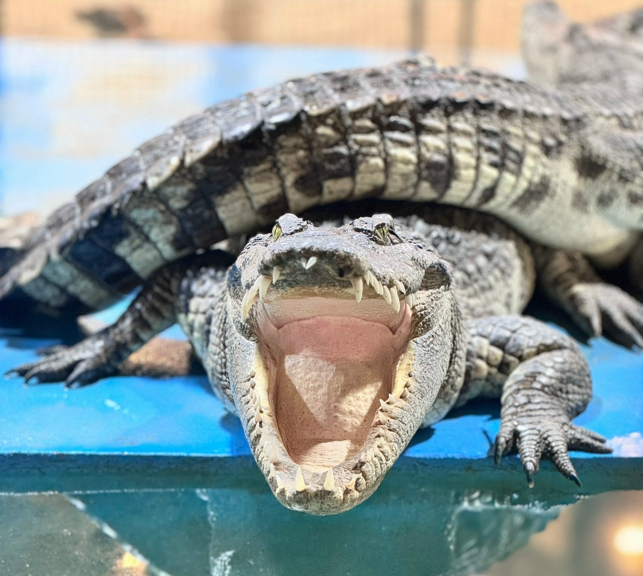 Ферма «Экодеревушка»